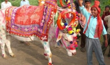 जानव आज पोरा के तिहार कइसने अव काबर मनाये जाथे, अपन भाखा म ।