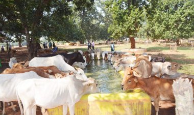 गोधन न्याय योजना से ग्रामीण अर्थव्यवस्था को मिलता संबल