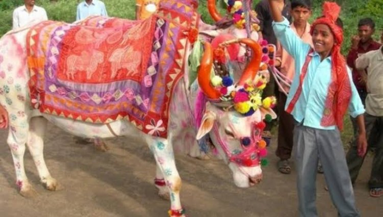 जानव आज पोरा के तिहार कइसने अव काबर मनाये जाथे, अपन भाखा म ।