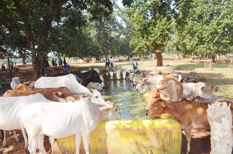 गोधन न्याय योजना से ग्रामीण अर्थव्यवस्था को मिलता संबल