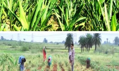 मॉडल गोठान बगिया की स्व-सहायता समूह की महिलाएं सामुदायिक बाड़ी से बन रही हैं आत्मनिर्भर