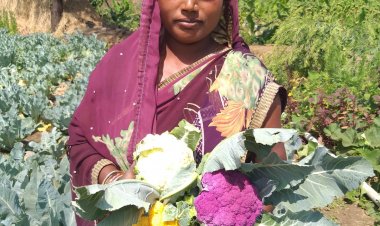 छत्तीसगढ़ में रंग-बिरंगी फूलगोभी उगाने लगे हैं किसान