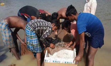छत्तीसगढ़ में मछली पालन को कृषि का दर्जा : समर्थन मूल्य तय नहीं, खुले बाजार में 10 % तक कमीशन का खेल