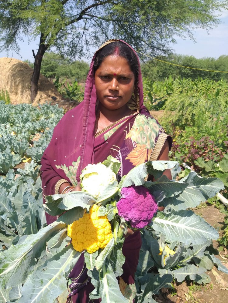 छत्तीसगढ़ में रंग-बिरंगी फूलगोभी उगाने लगे हैं किसान