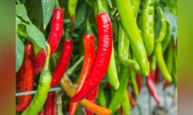 इन 5 लोगों को भूलकर भी नहीं करना चाहिए मिर्च का सेवन