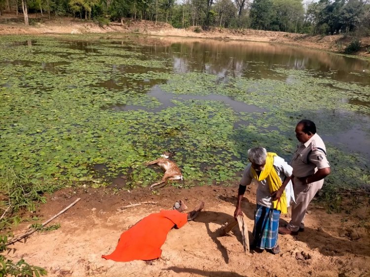 अवैध शिकार; वन्य प्राणियों को मारने के लिए तालाब में लगाया था करंट, चीतल के साथ शिकारी की भी मौत