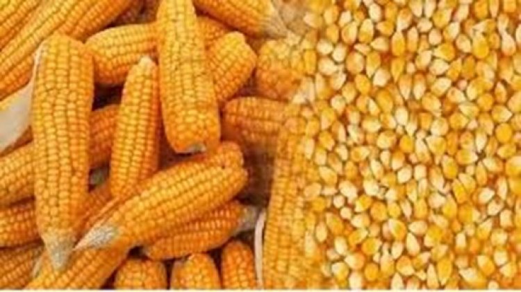 ईथेनॉल निर्माण हेतु कोण्डागांव में मक्का खरीदी के दिशा-निर्देश जारी