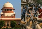आवारा कुत्तों के मामले में सुनवाई पूरी, सुप्रीम कोर्ट ने फैसला रखा सुरक्षित