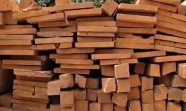 दंतेवाड़ा में वन विभाग की बड़ी कार्रवाई, 175 नग सागौन लकड़ी जब्त