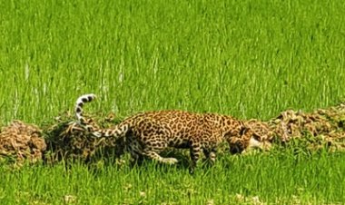 रायपुर : मां से बिछड़कर खेत में पहुंचा चार माह का तेंदुए का शावक