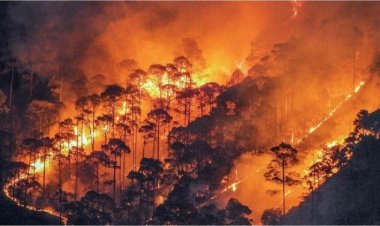 जंगलों में लगी भीषण आग से 64 लोगों की मौत, हजारों घर जलकर खाक