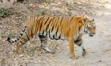 आदमखोर बाघ की तलाश जारी, 36 गांवों में अलर्ट
