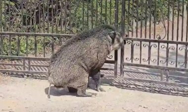 DFO बंगले के गेट में फंसा जंगली सूअर, निकलते ही मचाया हंगामा...