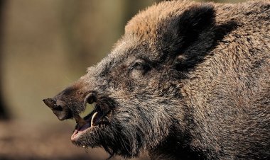 जंगली सूअर के हमले में ग्रामीण की मौत...