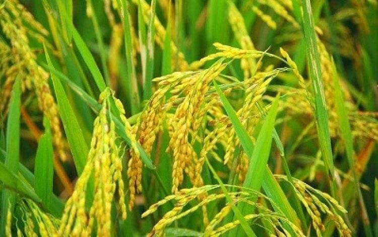 बारिश ने बढ़ाई किसानों की मुश्किलें