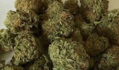 साड़ी की आड़ में गांजा तस्करी, दो महिला समेत पांच गिरफ्तार