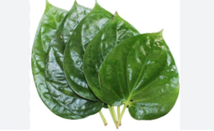 पान के पत्ते में मिला अल्ज़ाइमर के उपचार का सुराग