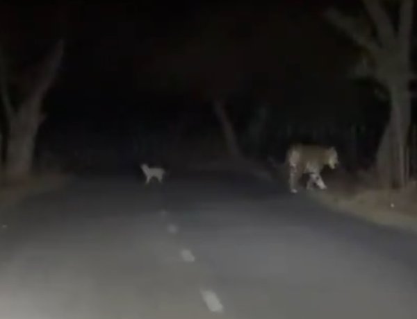 अमरकंटक-जलेश्वर वन क्षेत्र में बाघिन शावक संग कैमरे में कैद, पर्यटक हुए रोमांचित