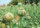 15 दिन में चौथा मामला, प्रदेश में बढ़ रही अफीम खेती चिंता