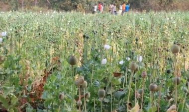 बलरामपुर में भी अफीम की खेती, करीब दो एकड़ में लगी फसल बरामद
