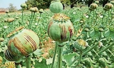 15 दिन में चौथा मामला, प्रदेश में बढ़ रही अफीम खेती चिंता