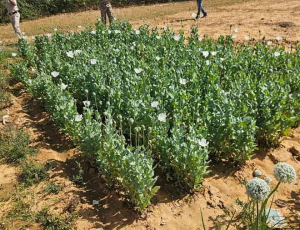 ड्रोन सर्वे में खुली अफीम खेती की पोल, दो आरोपी गिरफ्तार, फसल जब्त