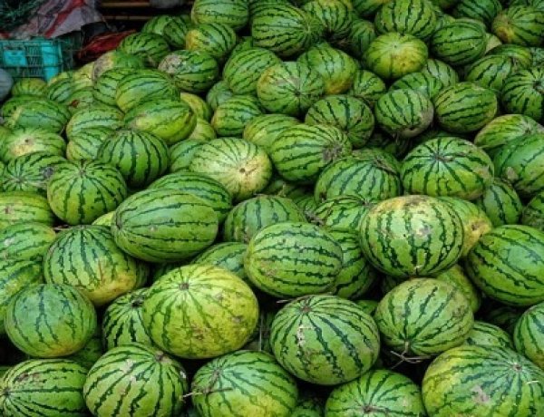 निर्यात ठप होने से तरबूज किसानों को भारी झटका, 300 करोड़ से अधिक नुकसान का अनुमान