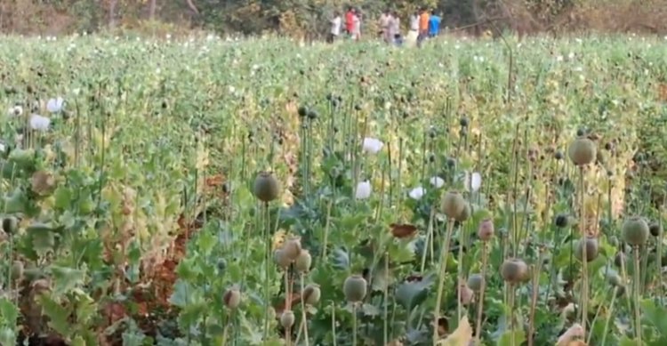 बलरामपुर में भी अफीम की खेती, करीब दो एकड़ में लगी फसल बरामद