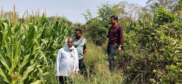 अवैध अफीम खेती पर प्रशासन सख्त