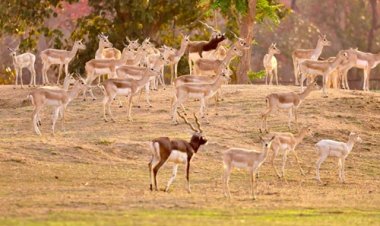 बारनवापारा का रामपुर ग्रासलैंड फिर हुआ काले हिरणों से आबाद