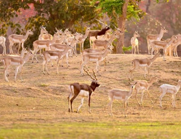 बारनवापारा का रामपुर ग्रासलैंड फिर हुआ काले हिरणों से आबाद