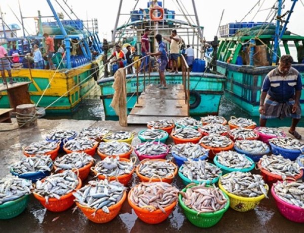 समुद्री खाद्य निर्यात में भारत ने बनाया रिकॉर्ड, 72 हजार करोड़ के पार पहुंचा आंकड़ा