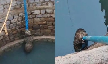 कुएं से निकला तेंदुआ, गांव में मची भगदड़: रेस्क्यू के दौरान भागा, तालाब में कूदे ग्रामीण