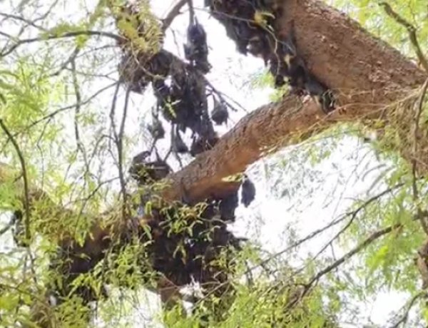 सरोना में 500 से अधिक चमगादड़ों की मौत