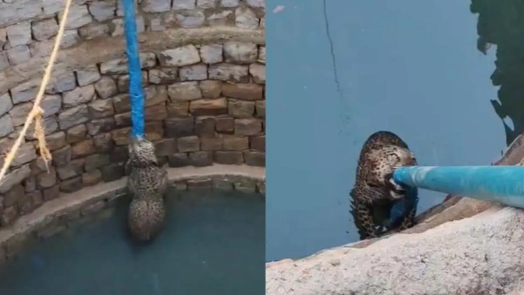 कुएं से निकला तेंदुआ, गांव में मची भगदड़: रेस्क्यू के दौरान भागा, तालाब में कूदे ग्रामीण