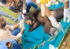 कटहल के चक्कर में फंसा भालू, घंटों की मशक्कत के बाद सुरक्षित रेस्क्यू