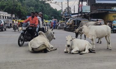 निराश्रित मवेशियों के लिए राज्यभर में स्थापित होंगे 1460 गौधाम