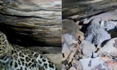 बस्तर में 48 घंटे का मिशन रीयूनाइट सफल, तेंदुआ शावकों को मिला मां का साथ
